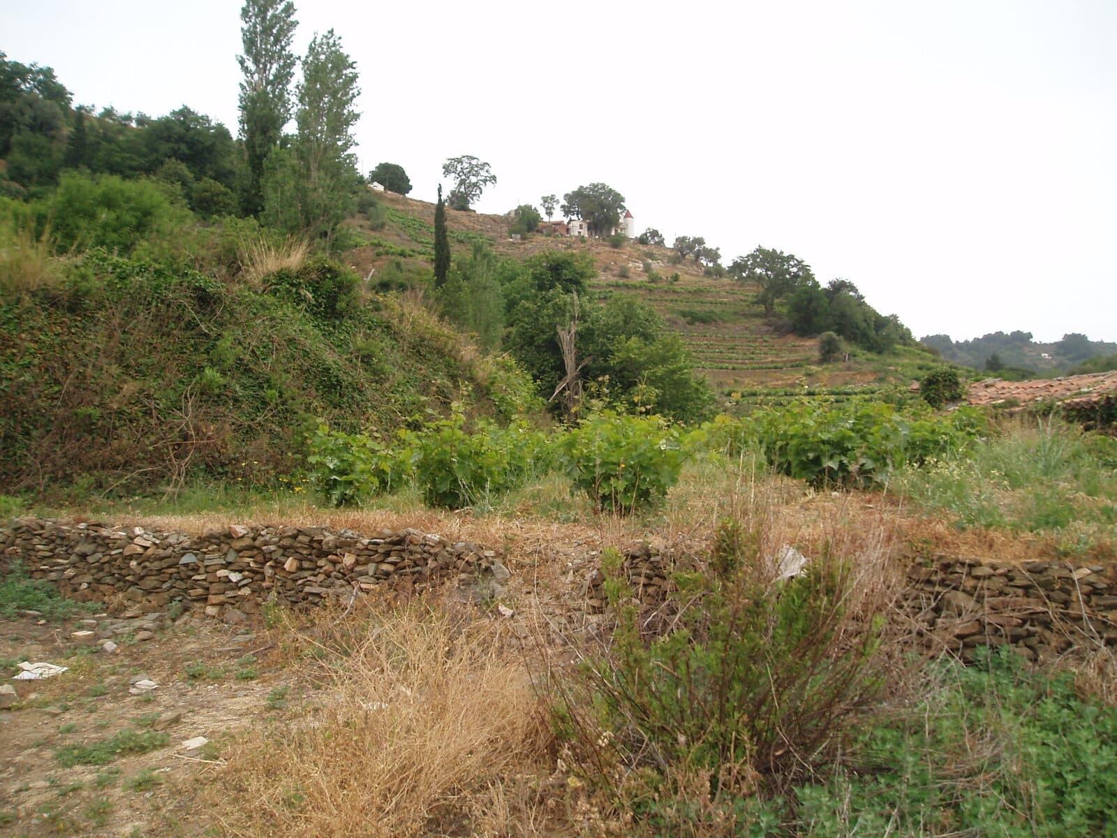 Terraced vineyards on a hillside above a Samos village